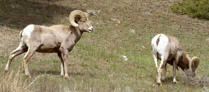 Big Horn Sheep near Big Sky, Montana